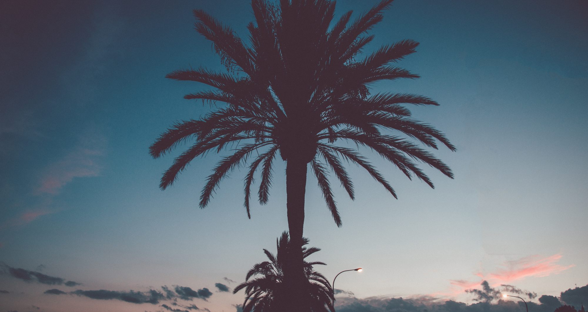 Picture Of Palm Tree
